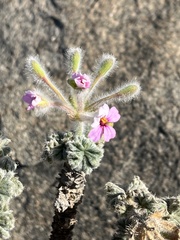 Pelargonium cortusifolium image
