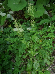Rumex arifolius