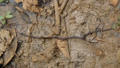 Tantilla melanocephala