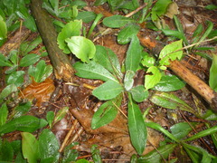 Pilosella aurantiaca