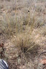 Stipa sareptana