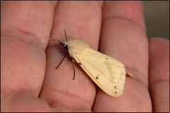 Spilosoma lutea