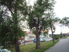 Salix babylonica tortuosa