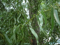 Salix babylonica tortuosa