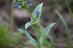 Penstemon watsonii