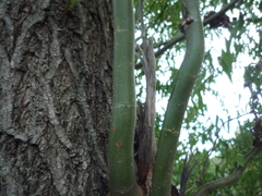 Salix babylonica tortuosa