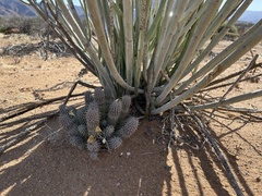 Ceropegia gordonii image