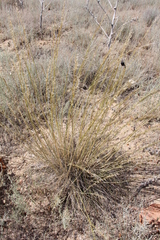 Stipa sareptana