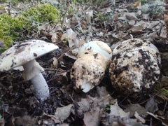 Amanita proxima