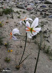 Leucocoryne appendiculata