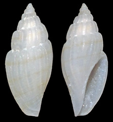 Eucithara