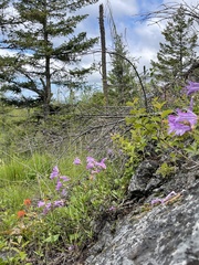 Penstemon fruticosus fruticosus