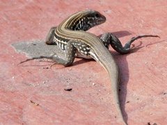 Aspidoscelis lineattissimus