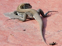 Aspidoscelis lineattissimus