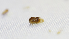 Cyrtolobus maculifrontis