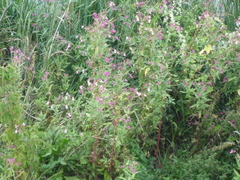 Impatiens glandulifera