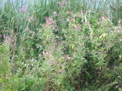 Impatiens glandulifera