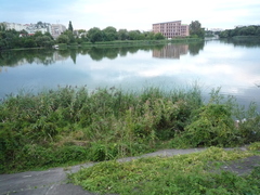 Impatiens glandulifera