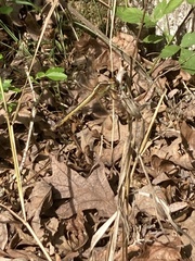 Libellula flavida