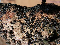 Pterochloroides persicae