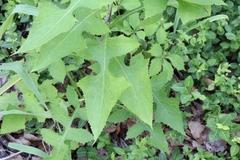 Lactuca floridana