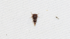 Cyrtolobus pallidifrontis