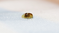 Cyrtolobus maculifrontis