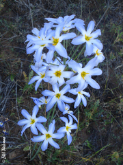 Leucocoryne coquimbensis