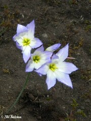 Leucocoryne coquimbensis