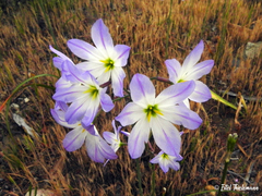 Leucocoryne coquimbensis