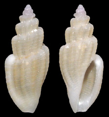 Eucithara