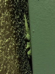 Tarentola delalandii