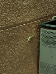 Tarentola delalandii