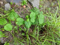 Vincetoxicum auriculatum