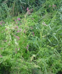 Impatiens glandulifera