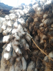 Hippodamia convergens