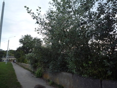 Populus × canescens