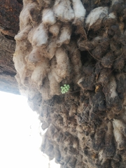 Hippodamia convergens