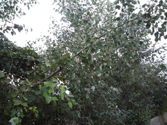 Populus × canescens