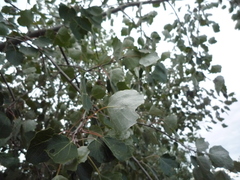 Populus × canescens