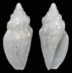 Eucithara