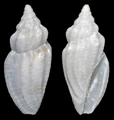 Eucithara