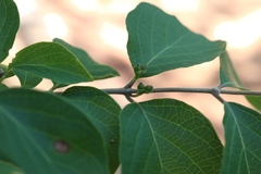 Lonicera maackii