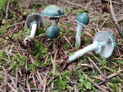 Stropharia