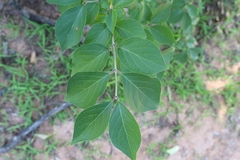 Lonicera maackii