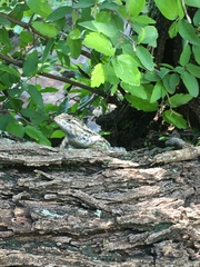Sceloporus spinosus