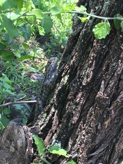 Sceloporus spinosus