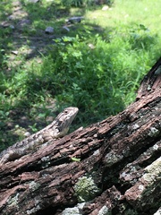 Sceloporus spinosus