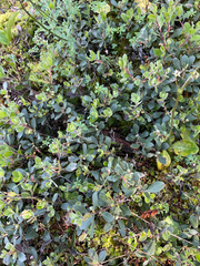 Arctostaphylos × media