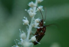 Obrium brunneum